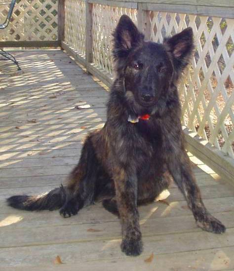 A longcoated brindle shepherd sitting down on a wooden deck