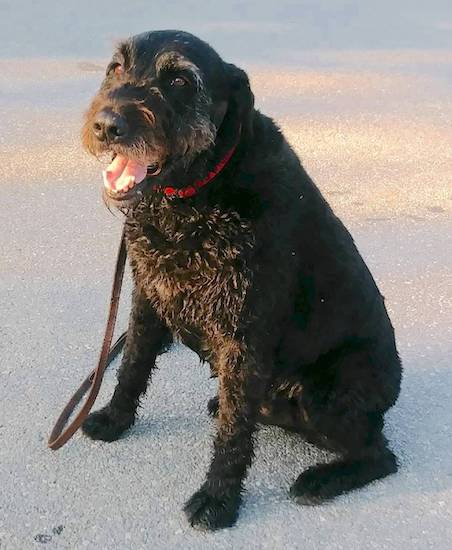 A thick-bodied, large breed, wavy-coated black dog with gray highlights, brown eyes and a big black nose sitting down