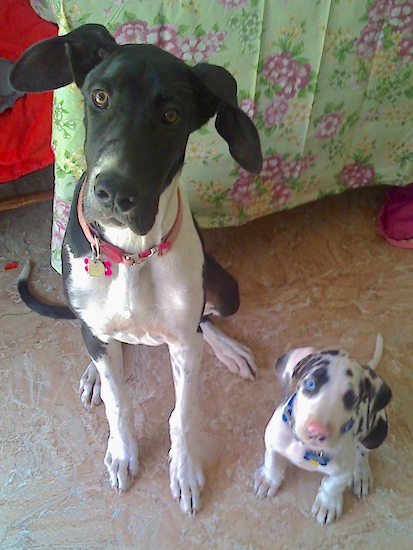 A large-breed black and white dog with big ears sitting next to a small white puppy with black and gray spotts and a pink nose