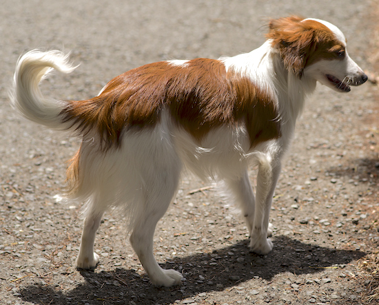 Side view of a white with red thick coated dog standing facing the right