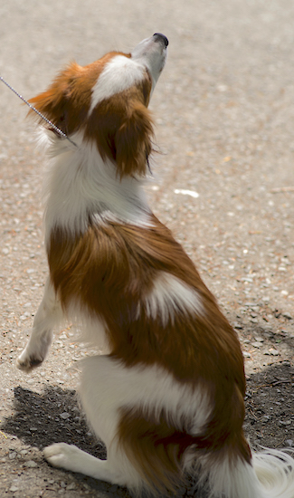 The backside of a red and white colored dog with red colored ears sitting down looking off to the right