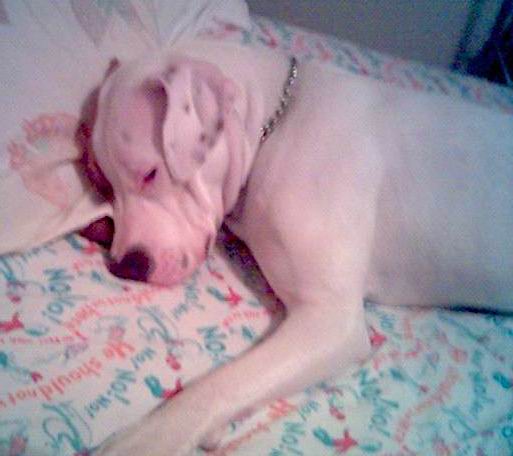 A white dog with pink skin and brown ticking over one ear sleeping on a person's bed
