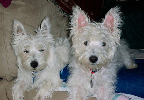 Two little pure white dogs with ears that stand up to a point laying down side by side on a couch