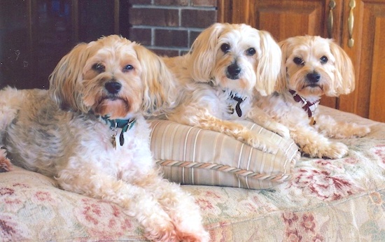 Three cream and white colored small dogs with ears that hang to the sides with long wavy fur laying down on an ottoman