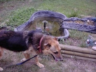 A German Shepherd is standing in a lawn in front of a man made fish pond