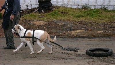 The left side of a white and tan American Bulldog that is walking along a dirt path and pulling a bicycle tire receiving weight-pulling training