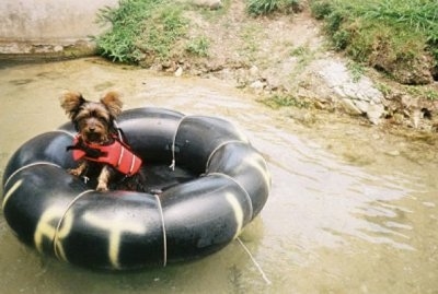 Isabelle the Silky Terrier is floating on a tube in a body of water