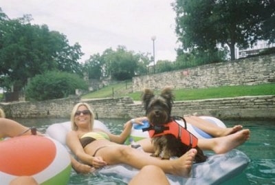 Isabelle the Silky Terrier is wearing an orange life vest and sharing a tube with a lady who is floating down a river