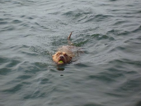 Dro the Pit Bull is swimming through the body of water with a tennis ball in its mouth