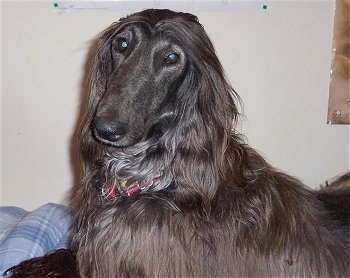 The left side of a black Afghan Hound that is laying on a bed and it is looking forward.