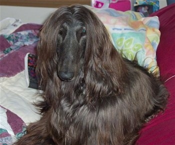 The front left side of a black Afghan Hound that is laying on a bed next to a closed notebook.