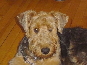 Close up - The left side of a black with tan Airedale Terrier that is laying on hardwood floor. It has one eye closed and one eye open
