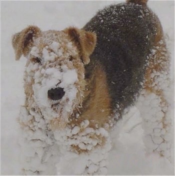 Close up - The front left side of a black with tan Airedale Terrier that has large clumps of snow stuck in his coat.