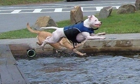 Porshce the American Pit Bull Terrier is jumping into a body of water while wearing a blue life vest. There is another dog jumping into the water with Porsche