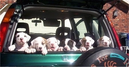 A Litter of six American Bulldog puppies sitting in the trunk of a car with the back window open