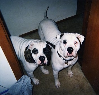 Two American Bulldogs standing in a doorway and they both are looking up.