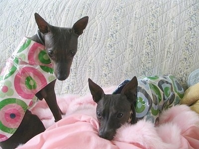 Two American Hairless Terriers are wearing raincoats and laying down on a couch on a fluffy pink blanket