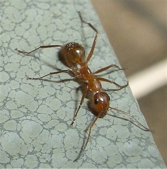 Close up - Red Ant on a marble countertop