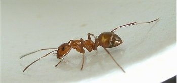 Close-up, Red Ant on a countertop