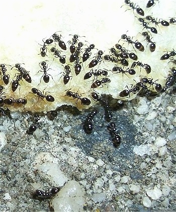 Close Up - Black Ants swarming a potato chip