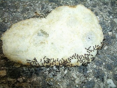 Black Ants swarming a potato chip
