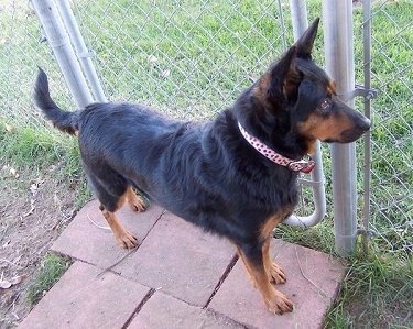 The front right side of a black wiht brown Australian Kelpie that is standing across sidewalk bricks in front of a fence gate and it is looking to the right.