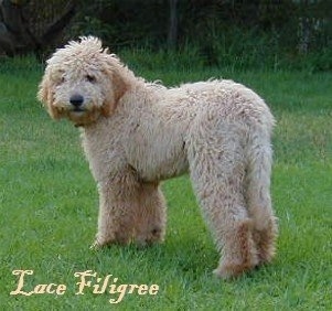 The left side of a cream colored Australian Labradoodle that is standing across a yard with the words 'Lace Filigree' overlaid.