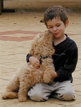 A tan Australian Labradoodle is sitting on that ground and licking a the face of a boy that is sitting next to it.