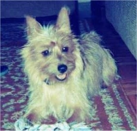 A tan Australian Terrier is laying on an oriental rug with its mouth open and its head is slightly turned to the right.