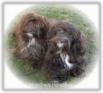 Two small longhaired, chocolate with white Havanese dogs are sitting in grass, they are looking up and their heads are tilted to the right. The dog's eyes are golden brown.