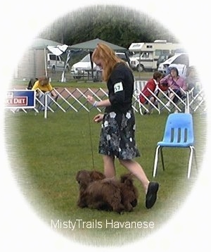 A lady in a black dress is leading two chocolate Havanese dogs on a walk across a field at a dog show.
