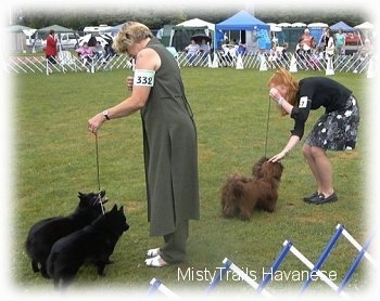 A lady in a black dress is petting the head of the two chocolate havanese dogs she is standing next to. Across from them is a lady in a grey dress looking down at her two dogs.