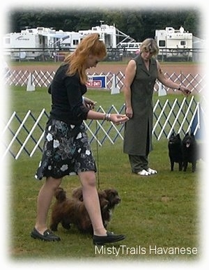 A lady in a black dress is looking down at the two brown Havanese dogs she is leading on a walk across a yard. In the background there is a lady behind her holding back two black Schipperke dogs.