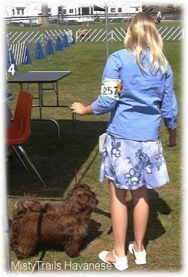 A blonde-haired girl is standing to next a small chocolate Havanese dog that is standing in grass.