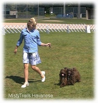 A blonde-haired girl is running across a field course with two chocolate with white dogs.