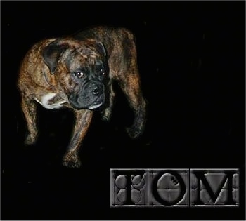 Full body shot of a Buldogue Campeiro photoshopped onto a black background with the words 'TOM' overlayed