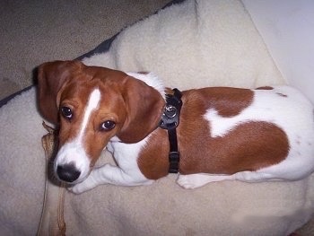 Bubba the Basset Hound wearing a harness laying on a blanket with a dog bone in front of it