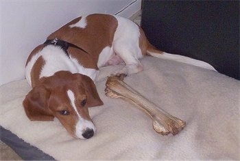 Bubba the Basschshund laying on a dog bed with a bone in front of it