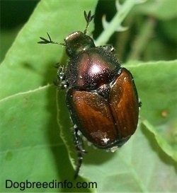 Japanese Beetle on a leaf