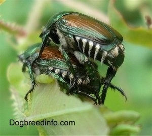 Two beetles mating on a leaf