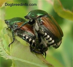 Two beetles mating