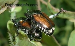 Close Up - Two beetles mating
