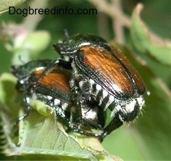 Close Up - Two Japanese Beetles on top of each other on a leaf