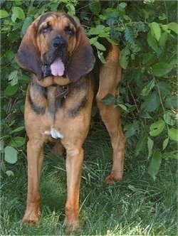 Phillip the Bloodhound Puppy standing under a bush with its mouth open and tongue out