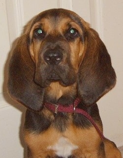 Phillip the Bloodhound Puppy sitting in front of a door