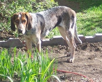 Lydia the tan, black and white English Coonhound is standing in dirt and there is a little bit of grass in front of her