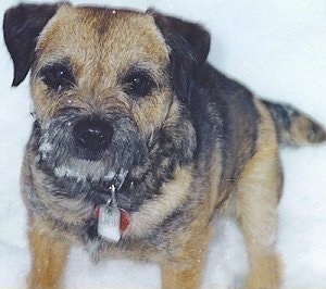 Close Up - Cooper the Border Terrier sitting outside in the snow with dog tags hanging from his collar