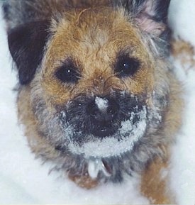 Close Up - Nell the Border Terrier is sitting in snow with snow stuck to her face