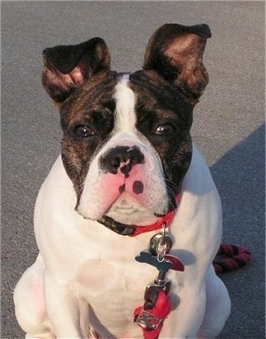 A brown brindle and white English Boston-Bulldog is wearing a red collar and leash sitting in a parking lot. One ear is half flopped over and the other one is standing up