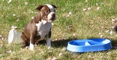 Sarg the Boston Terrier Puppy sitting in front of a white plastic cup next to a blue water/food bowl combo
